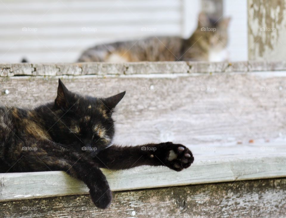 Summer Pets - a tortoise shell cat resting on a wooden porch step with a blurred grey tabby cat in the background 