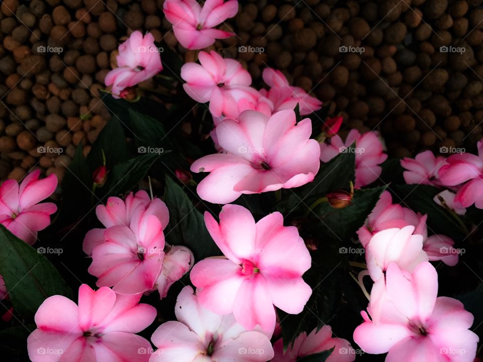 Home garden of pink flowers