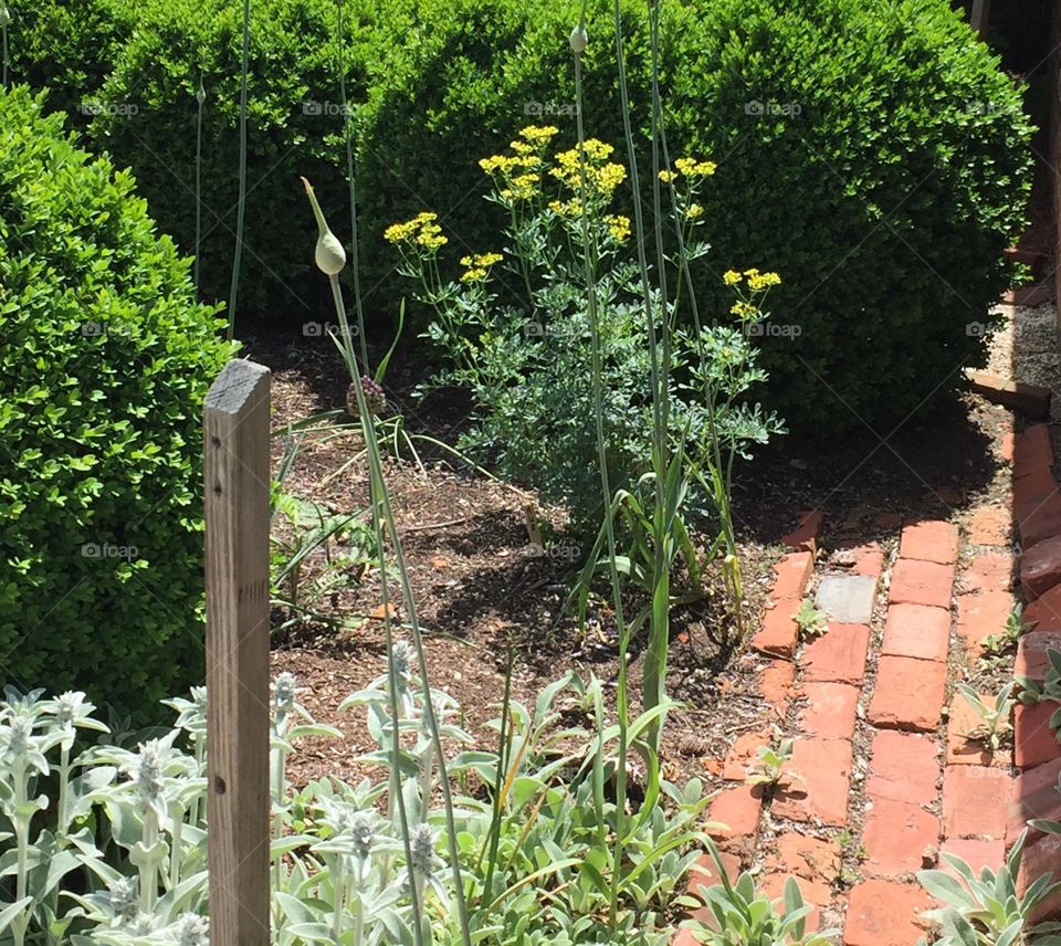 Herb garden-tansy