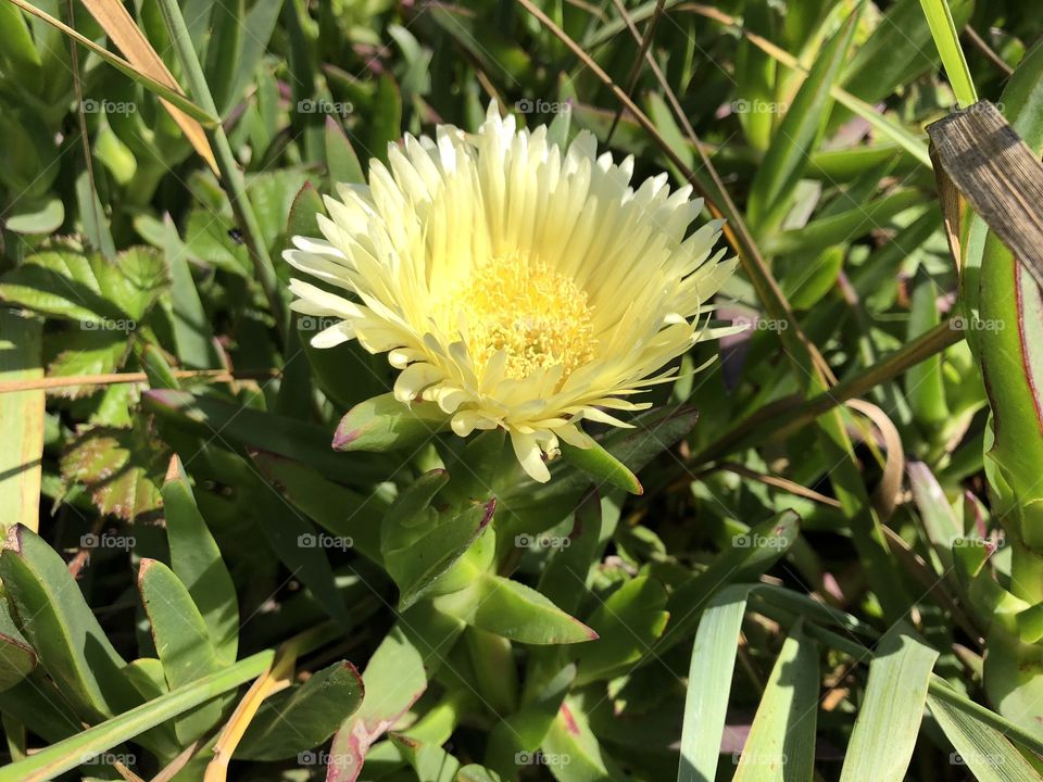 Ice plant in bloom