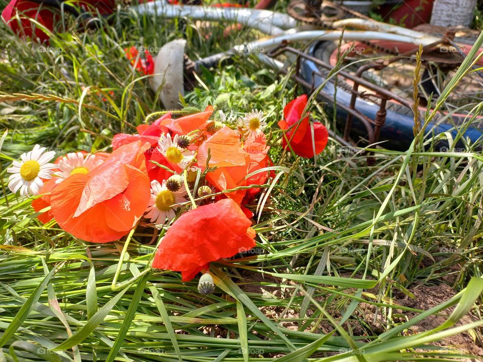 bike and red poppies.