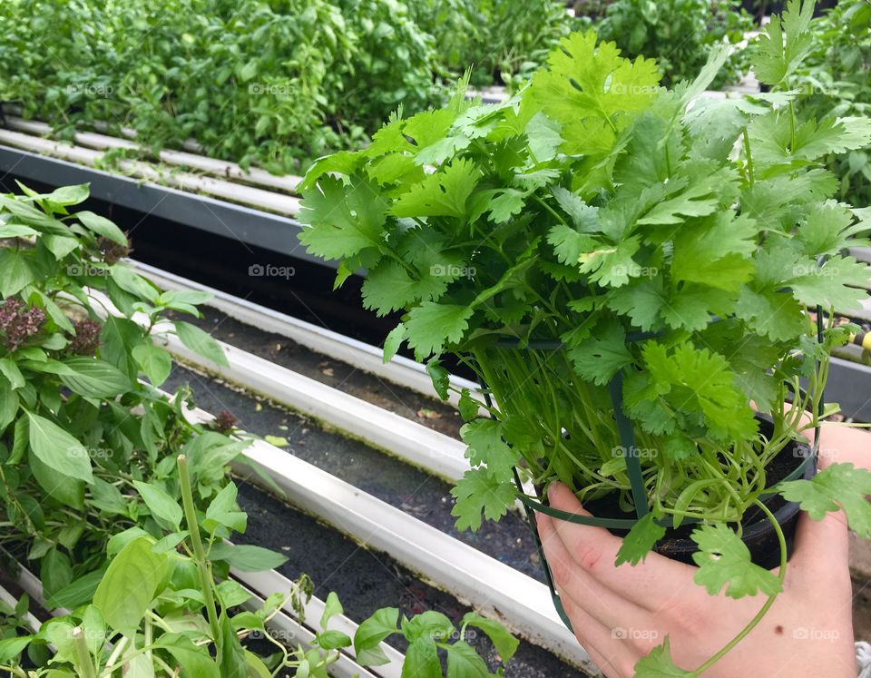 Fresh herbs in greenhouse