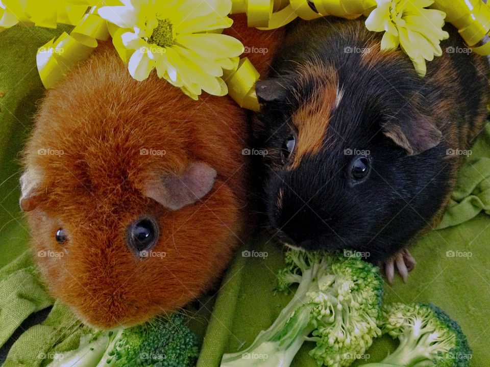Cocoa & Peppermint our little pet Guinea Pigs are no longer with us but this picture makes me want to add more creatures to our zoo.  I miss the little squeakers! And they’re excellent composters!  