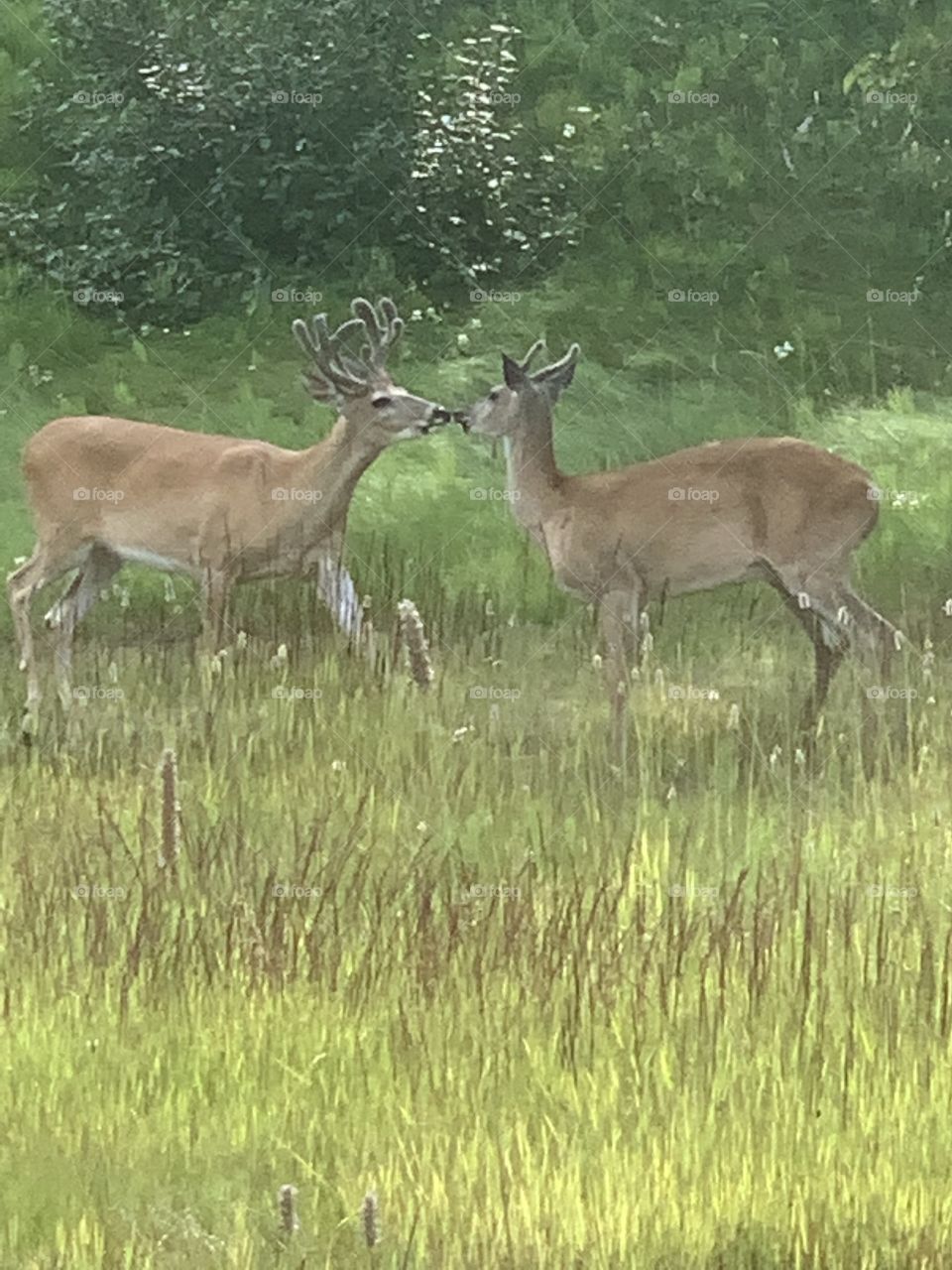 Two deer 