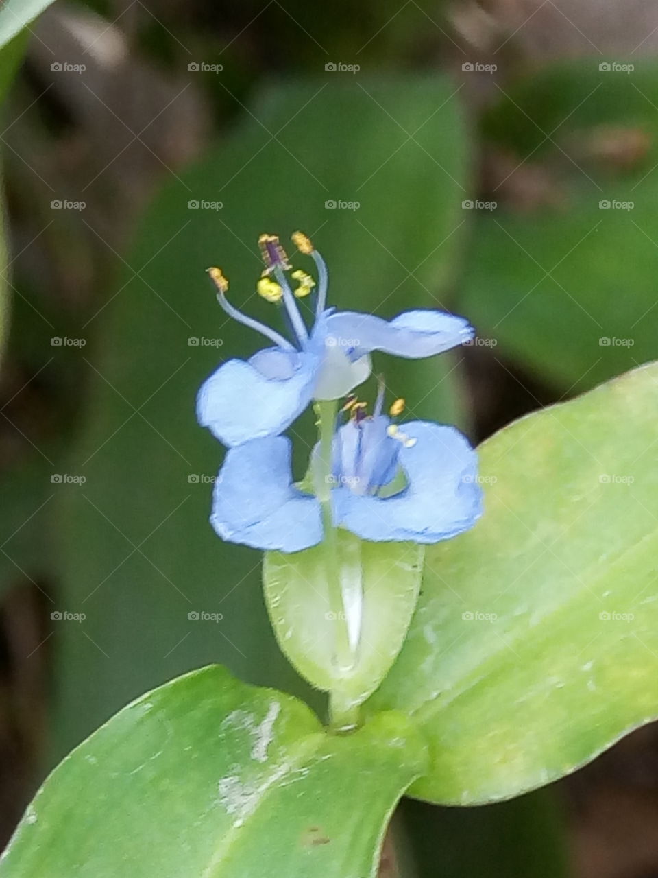 Leaf, No Person, Nature, Flower, Flora