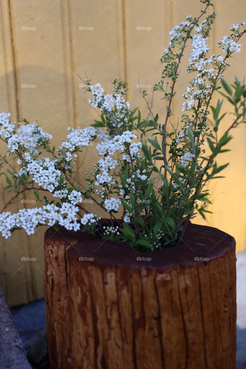 Garden flowers. 