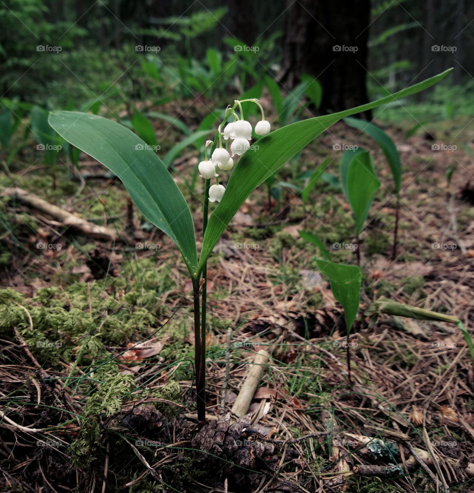 Lily of the valley in bloom