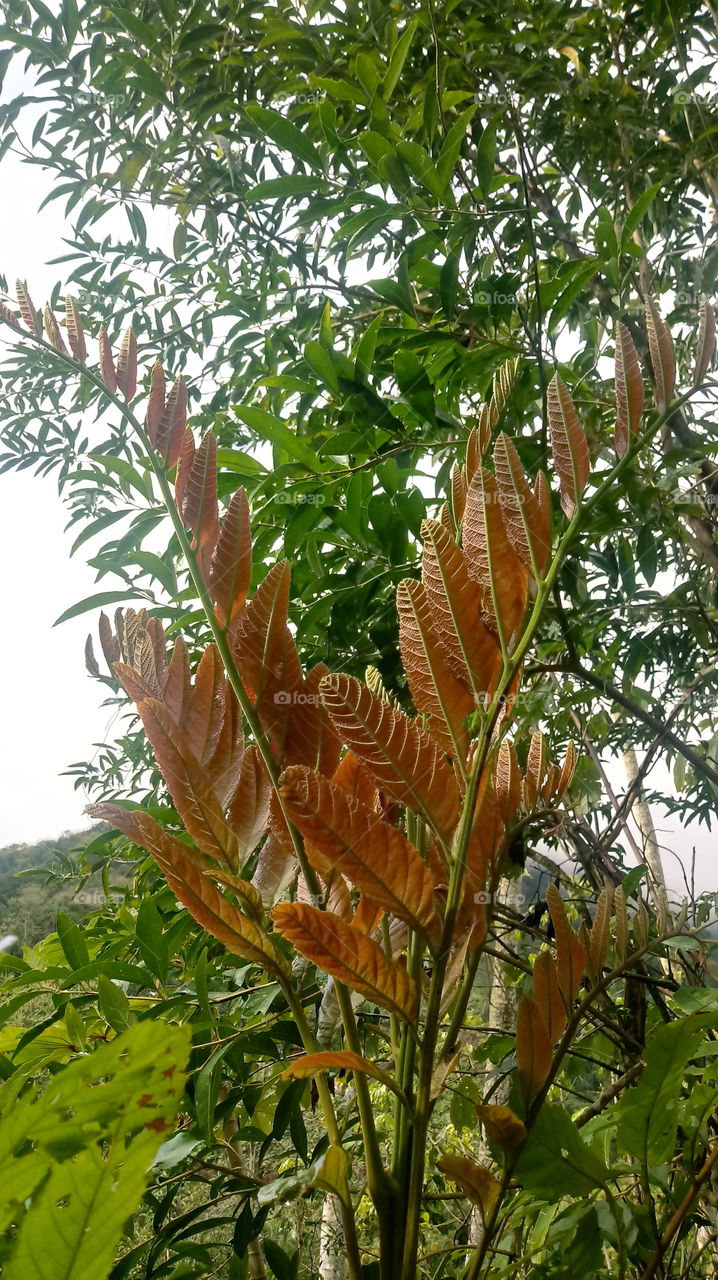 FOLHAS GALHO ÁRVORE Rhus typhina L.