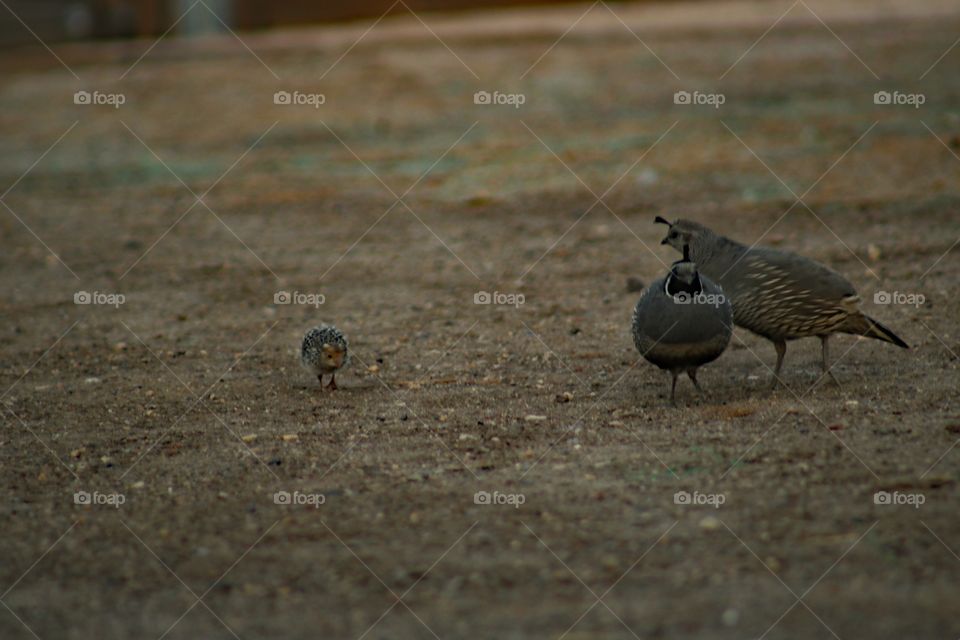Family of quail