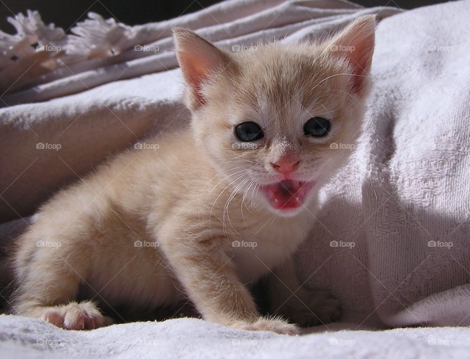 Meow. Buff tabby looking for mom