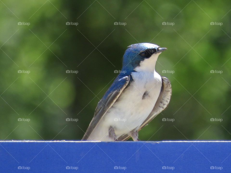 Tree Swallow