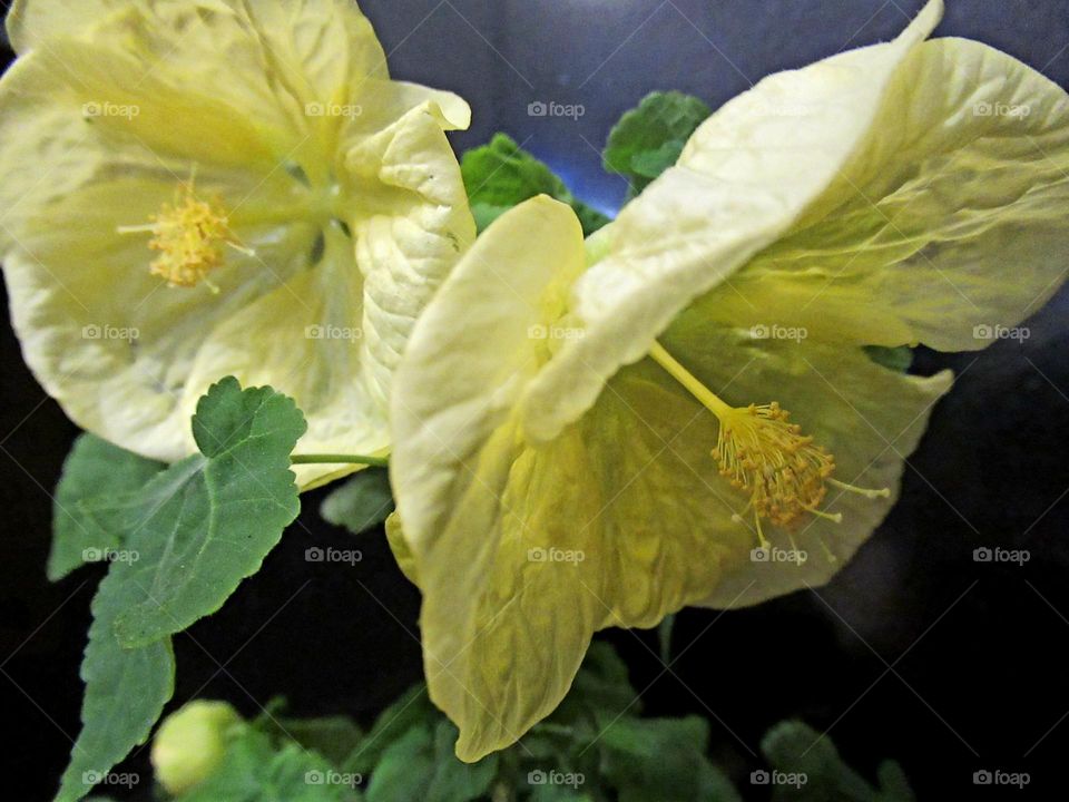 abutilon - home maple of yellow color, on a dark background