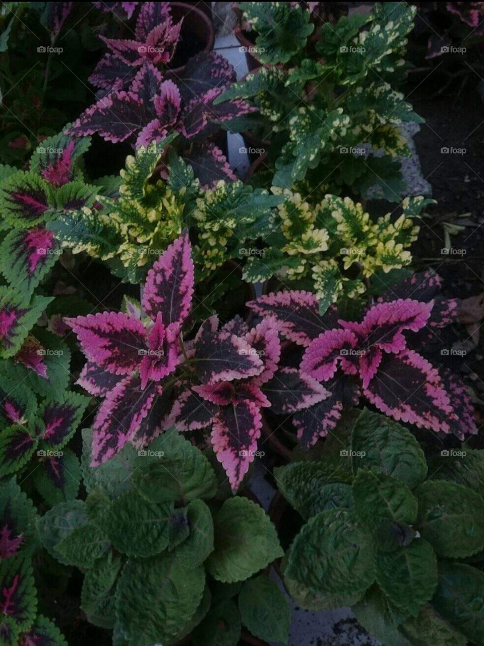 ☘️🌿🌸💮🌱