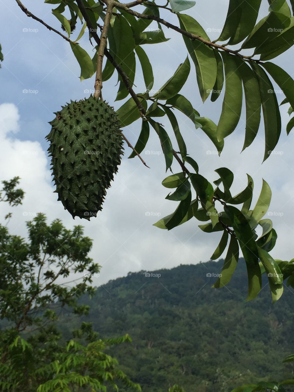 Soursop