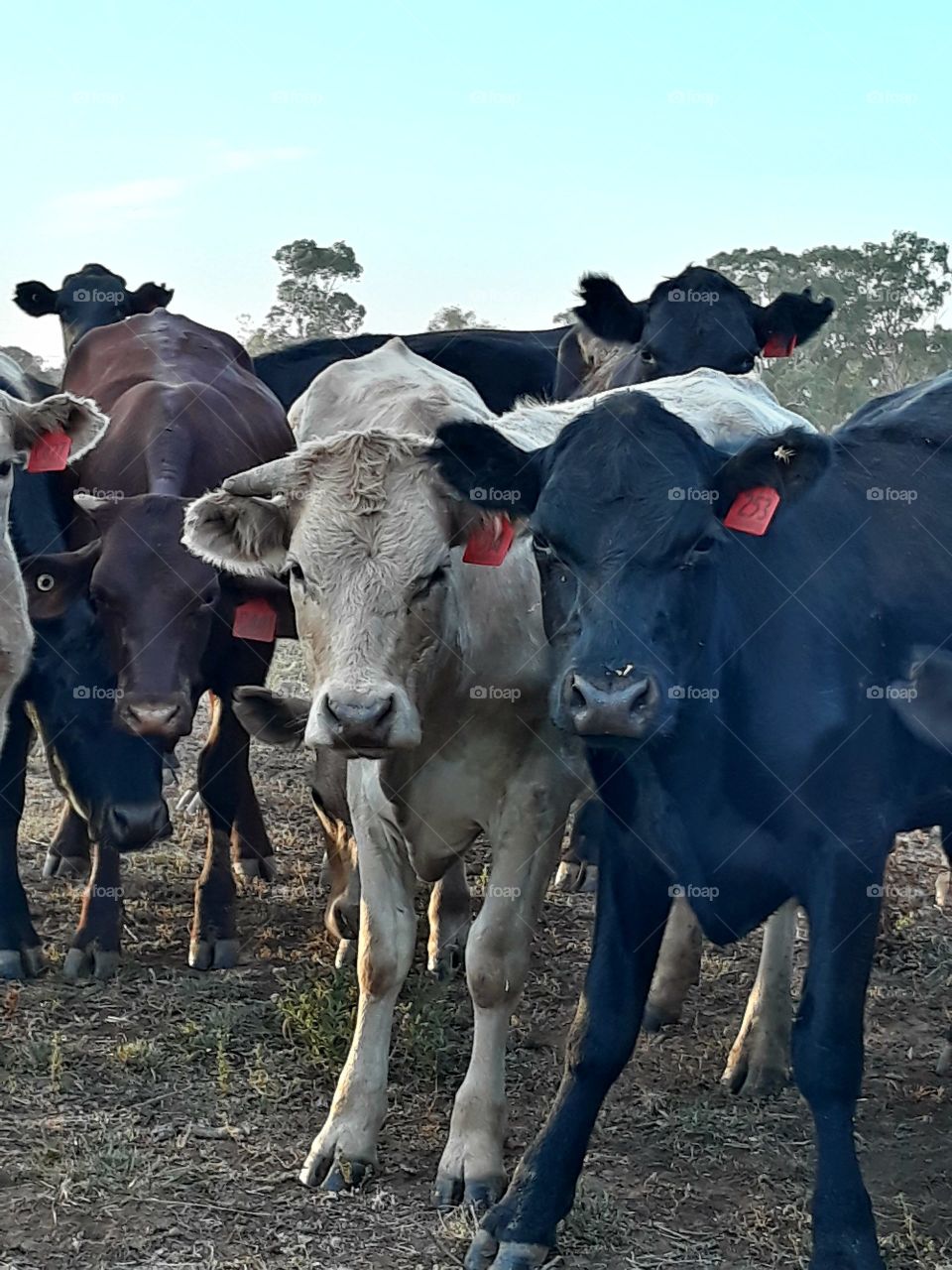 Australian beef cattle