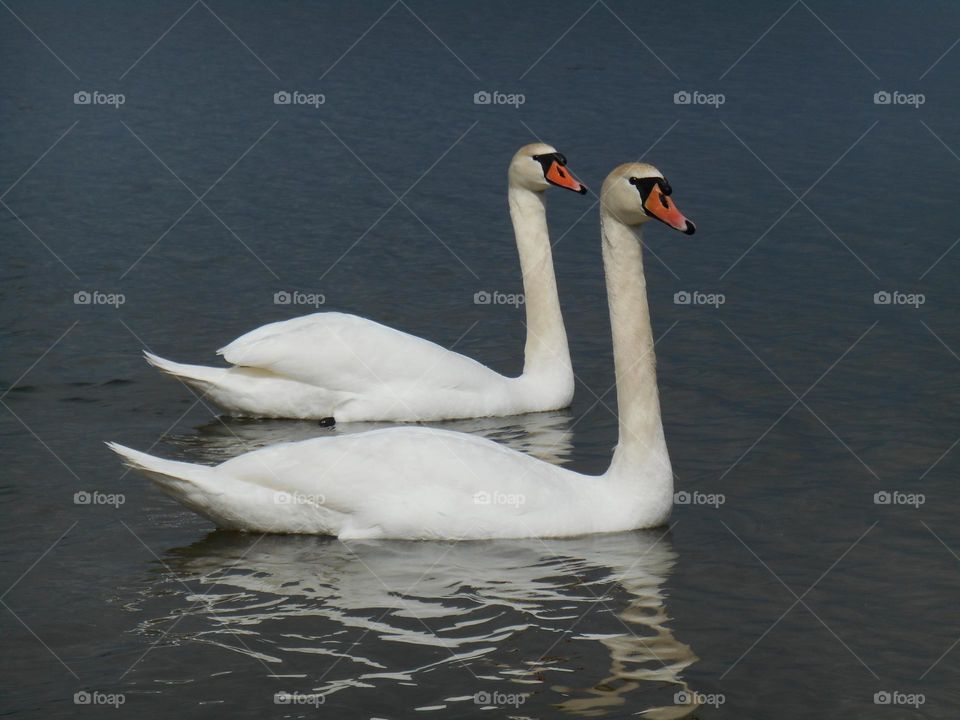 urban birds swans on a city lake