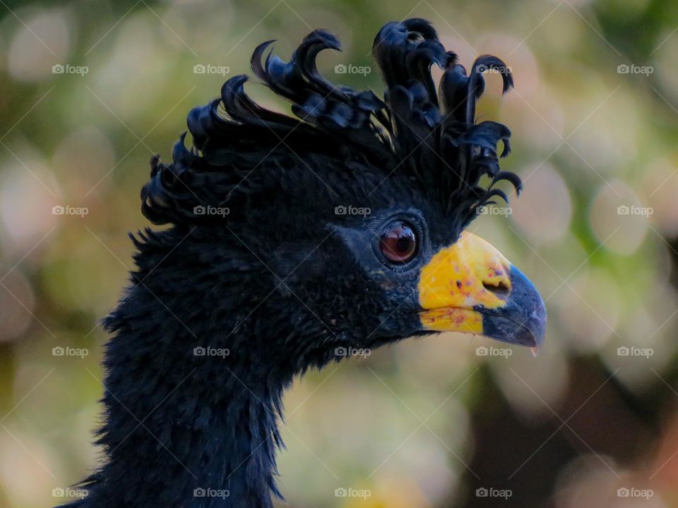 Belas penas de um mutum de penacho