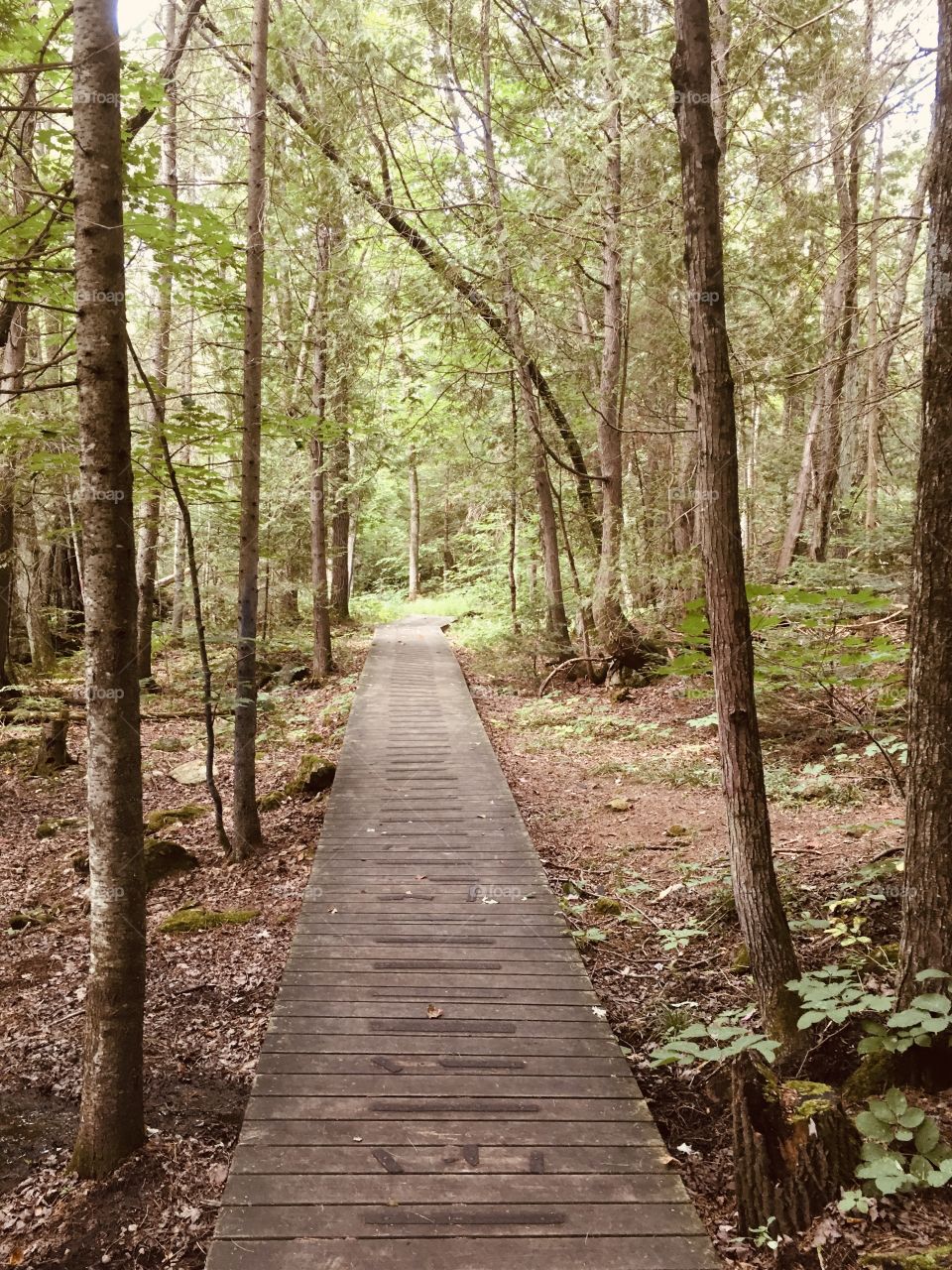 Wooden Path…