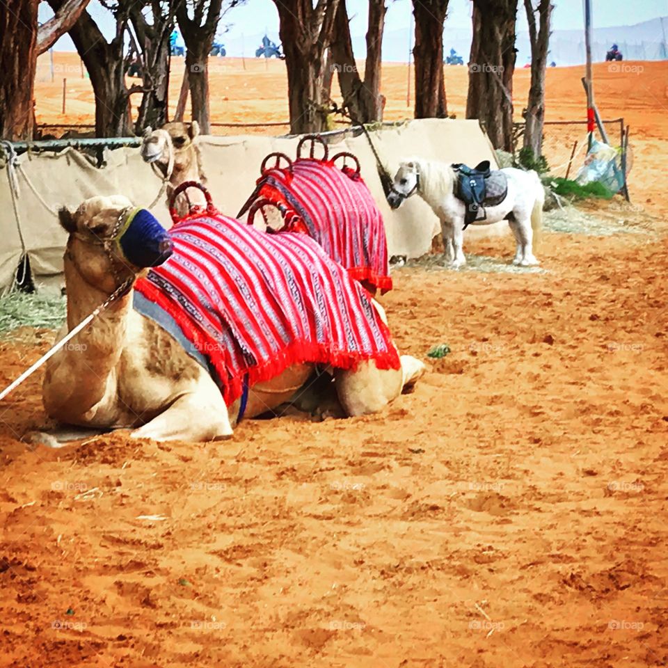 Camels, Red Sand Desert