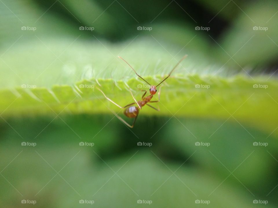 Ant hanging on leaf