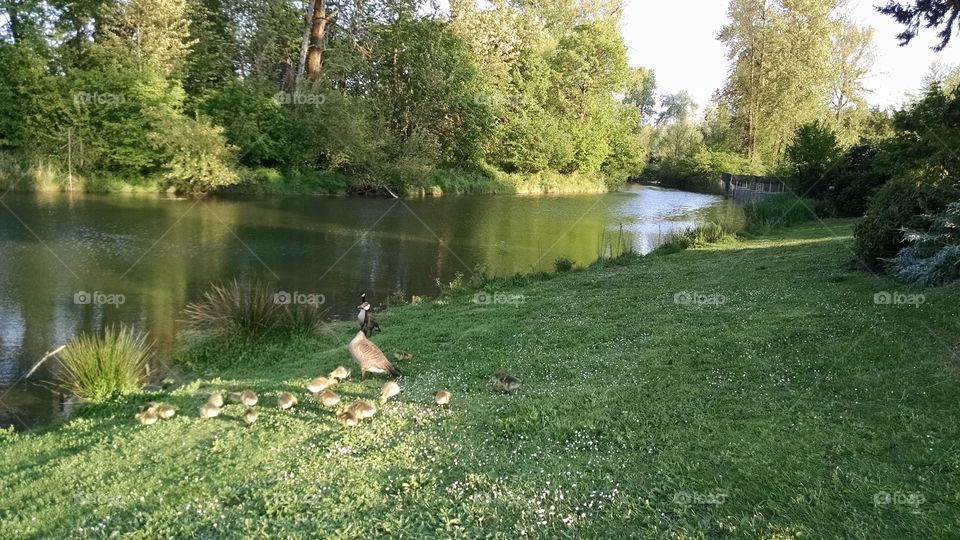 Nature, Summer, Water, Grass, Park