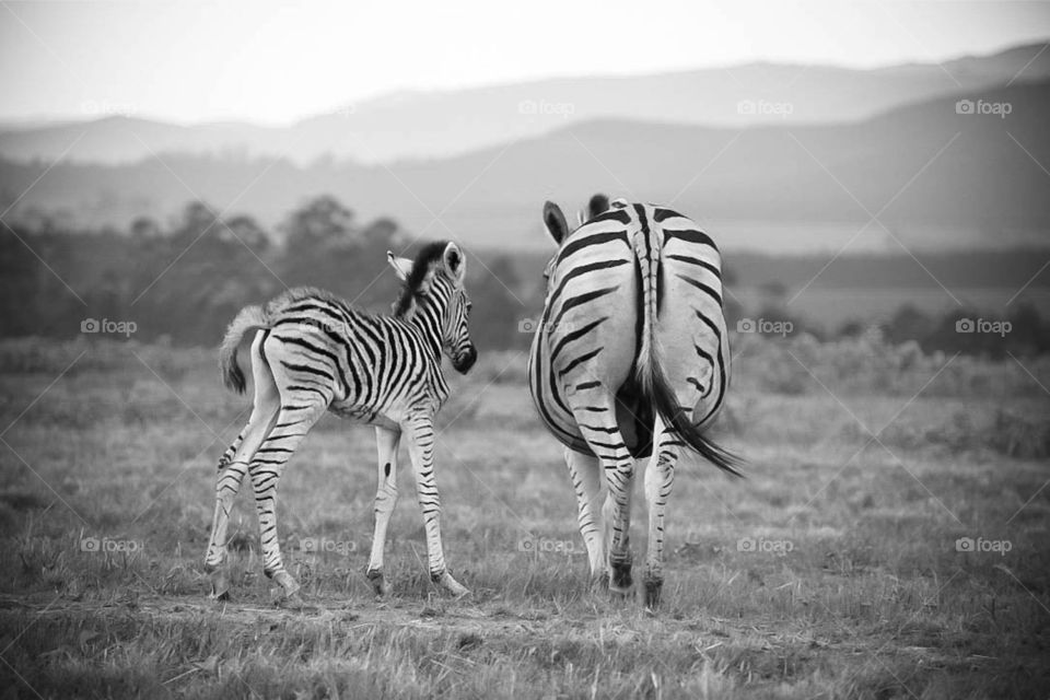 Momma and baby Zebra