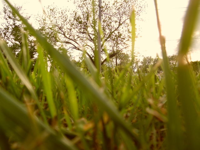 grass