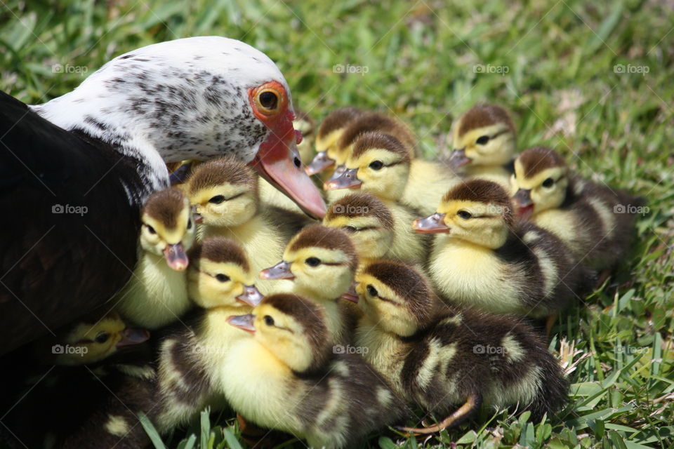 Mother duck and her babies