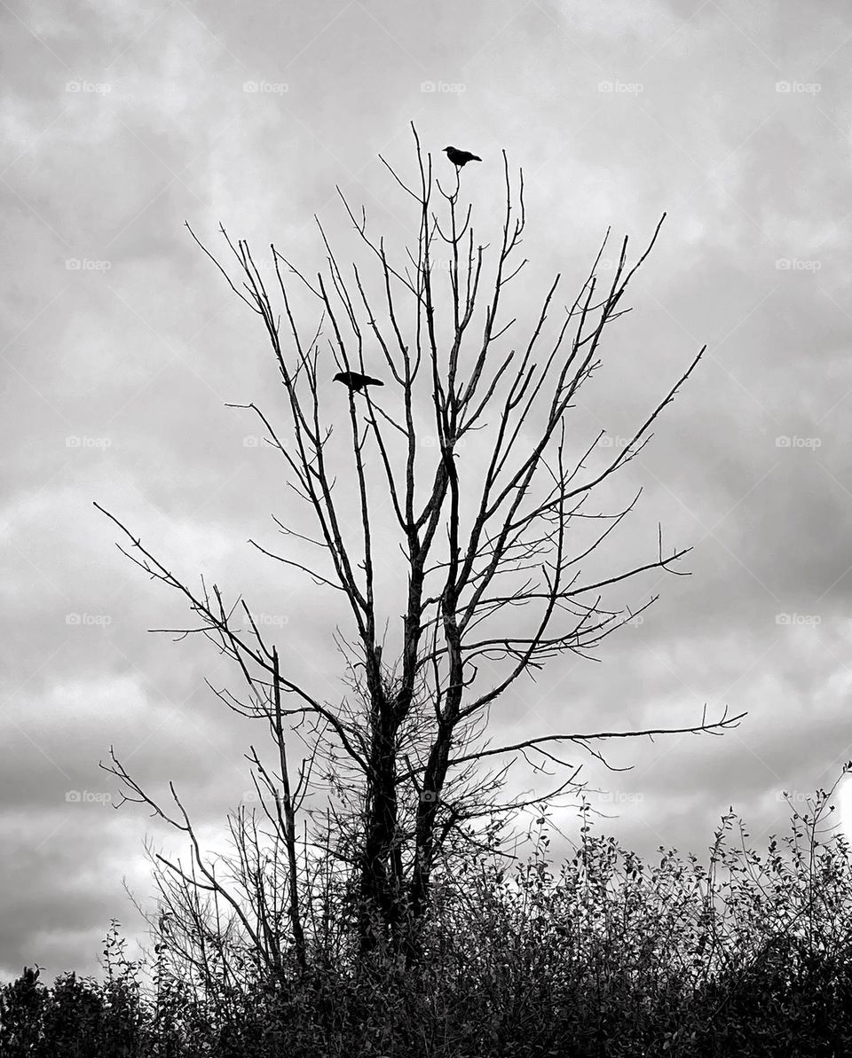 Black and white tree with no leaves against cloudy sky with two crows sitting on the branches and brush surrounding the tree at the bottom