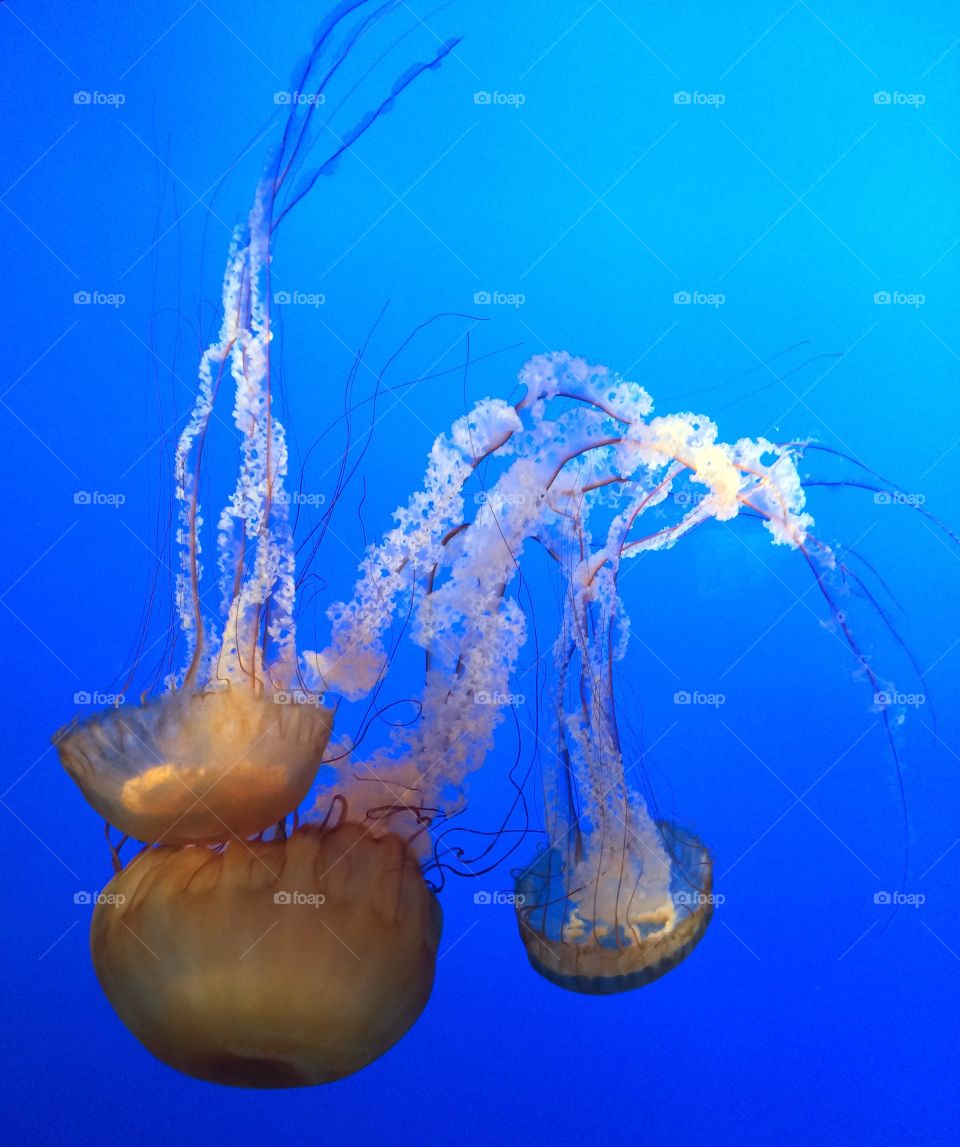 Jellyfish marine life aquarium 