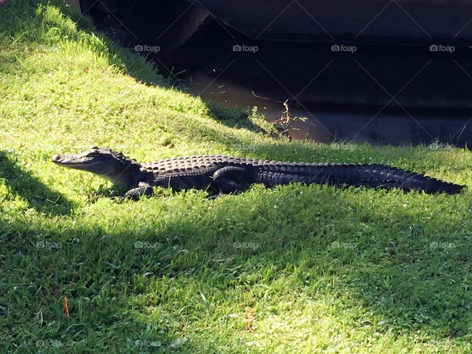 Alligator in the sun