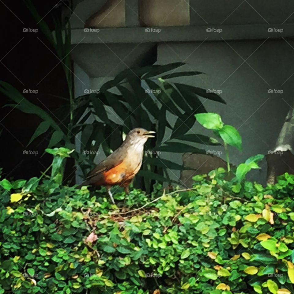 Pássaro na região da Vila Mariana 