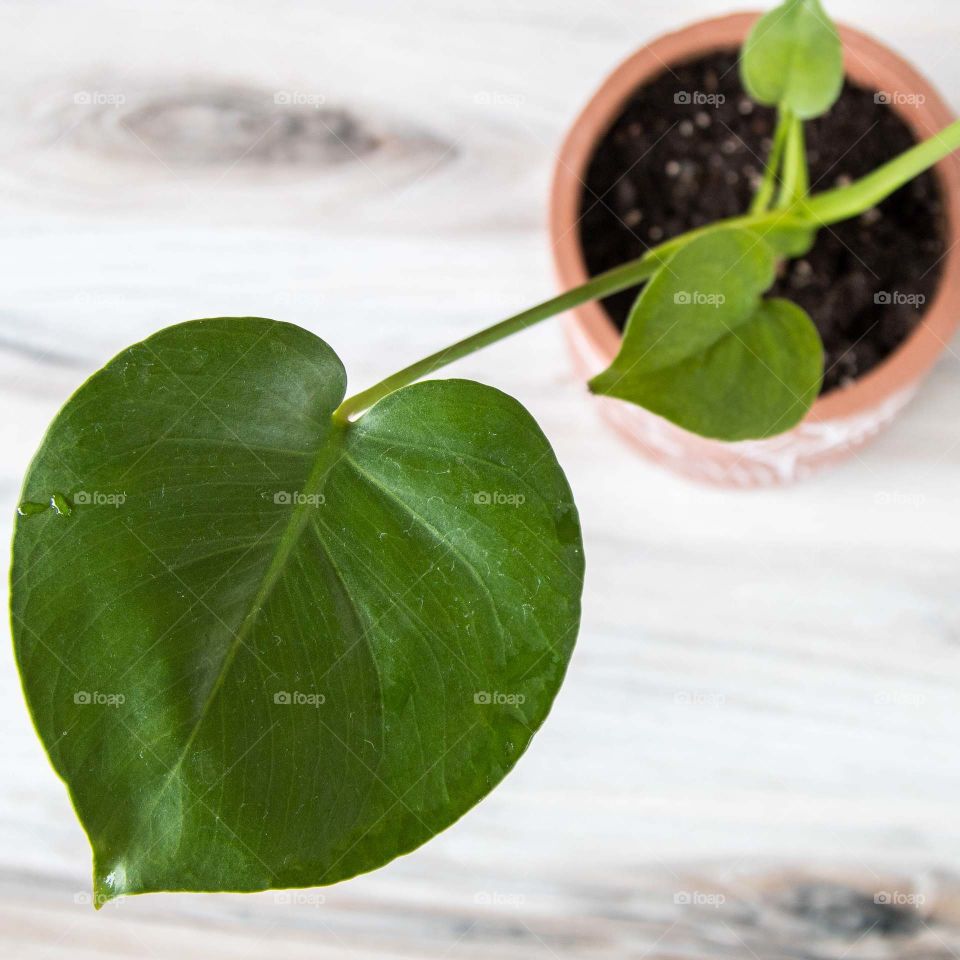 Monstera plant