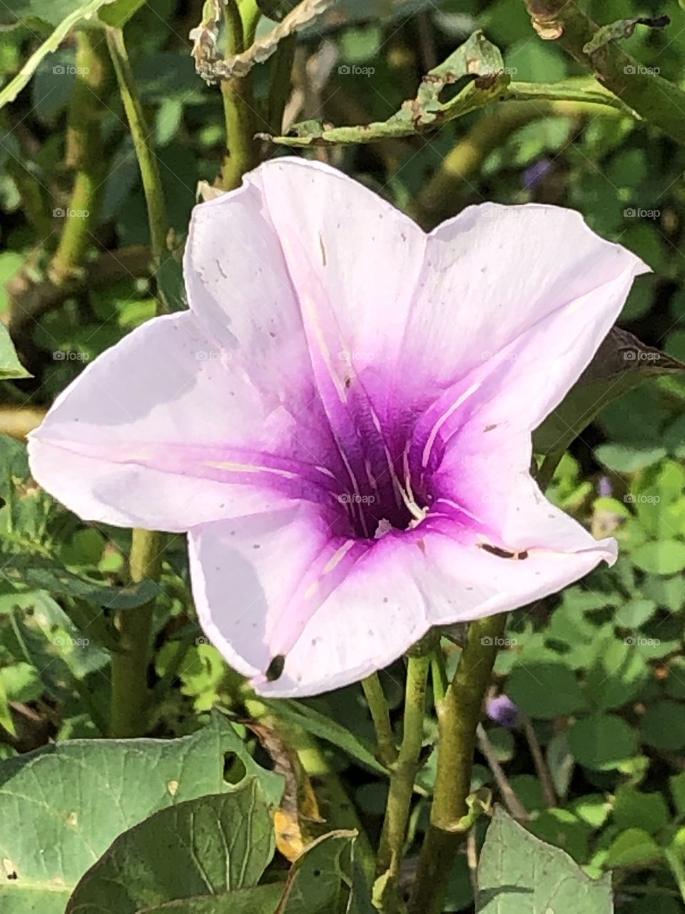 Flower around everywhere, my garden ( Countryside)