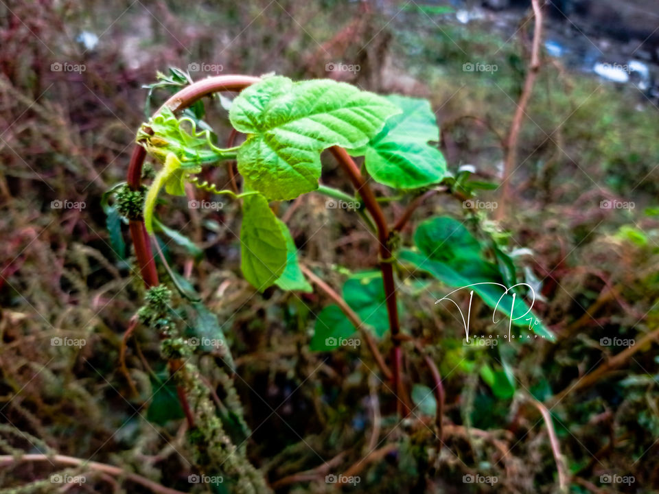 Even a thorn has a beautiful side