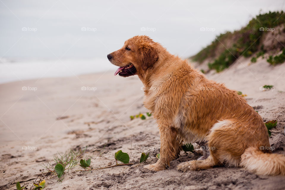 Golden retriever at beach