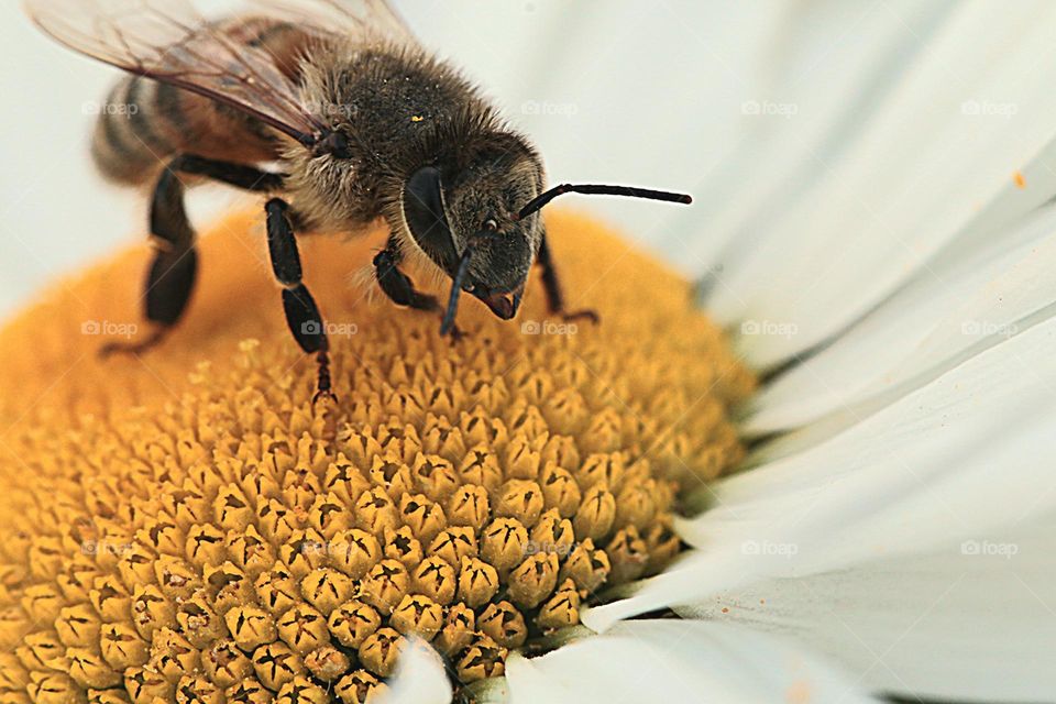 Biene auf Margariten Blüte
