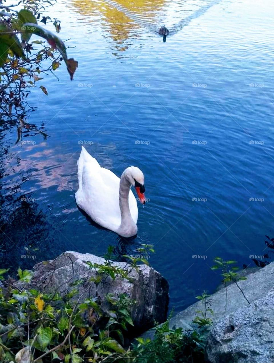 swan with waterdrop on beak . peacefulness in the water.