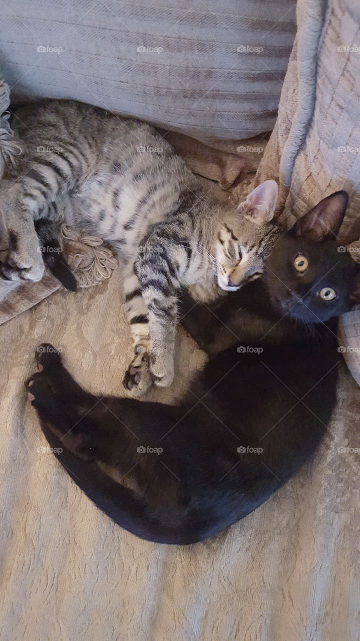 Kitten Brothers