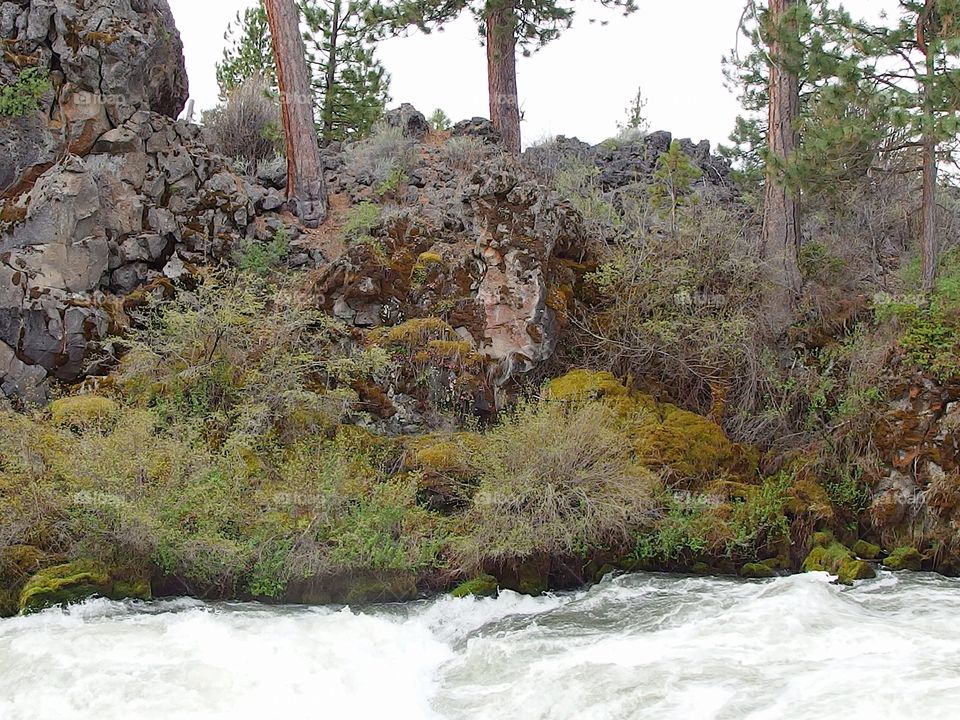 The roaring waters of the Deschutes River at Dillon Falls in the forest with spring runoff rushing through its rock canyon covered in hardened lava rock, moss, bushes, and ponderosa pine trees. 