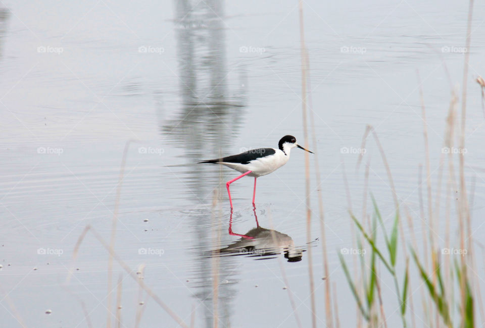 Bird standing in pond