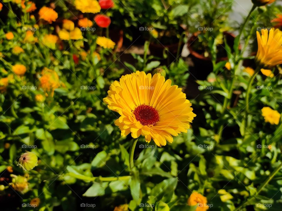 Pot marigold flower in the garden