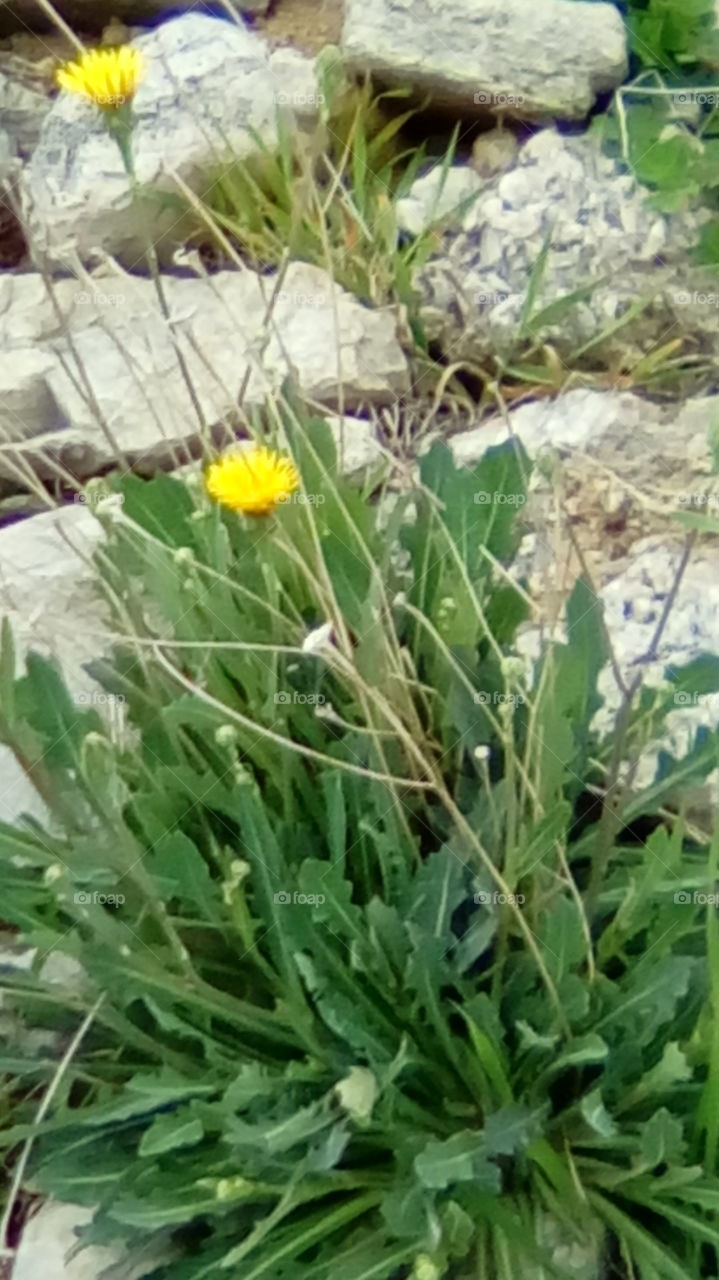 dandelion and stone wall