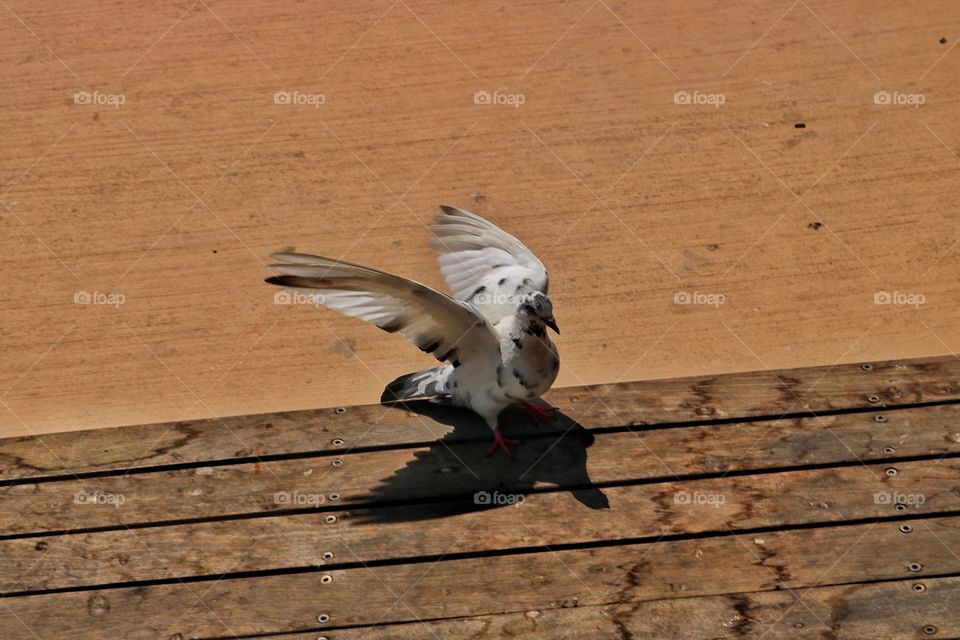 pigeon dancing