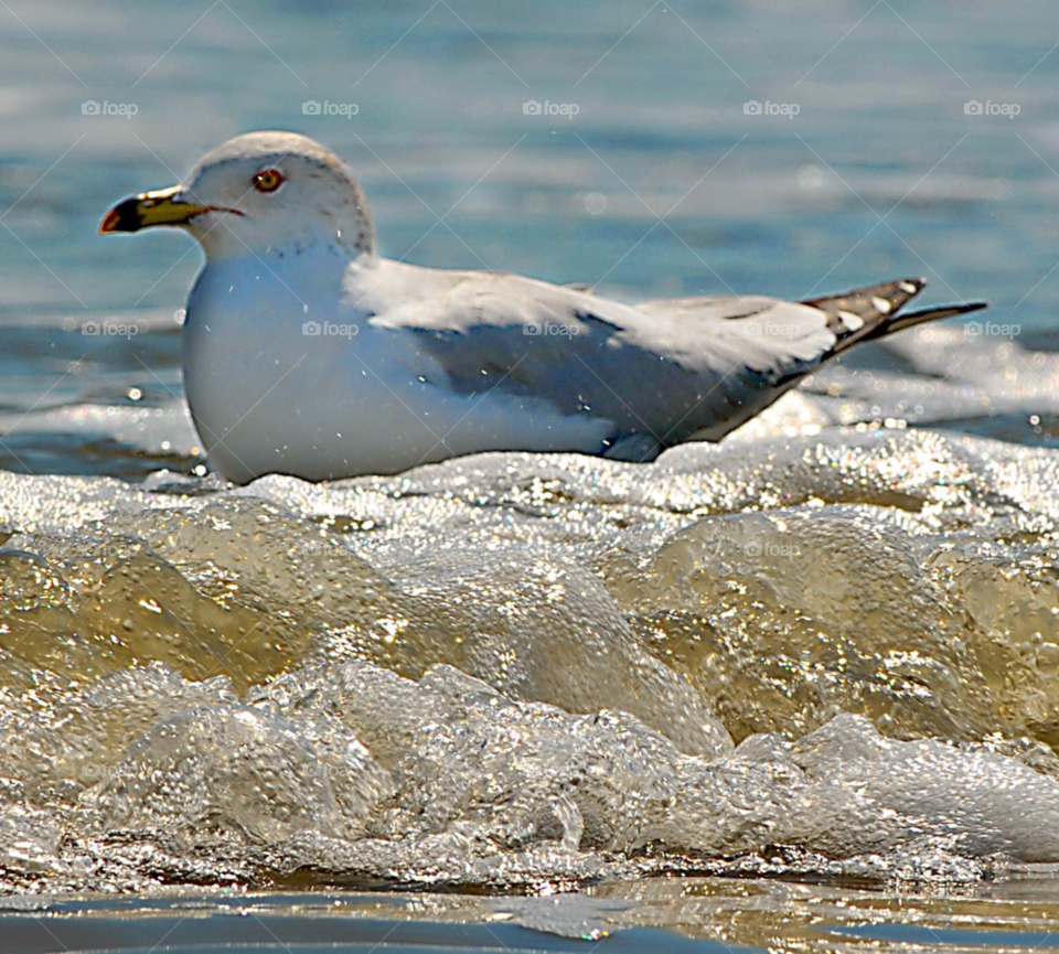 ocean seagull gull ocean bird by lightanddrawing