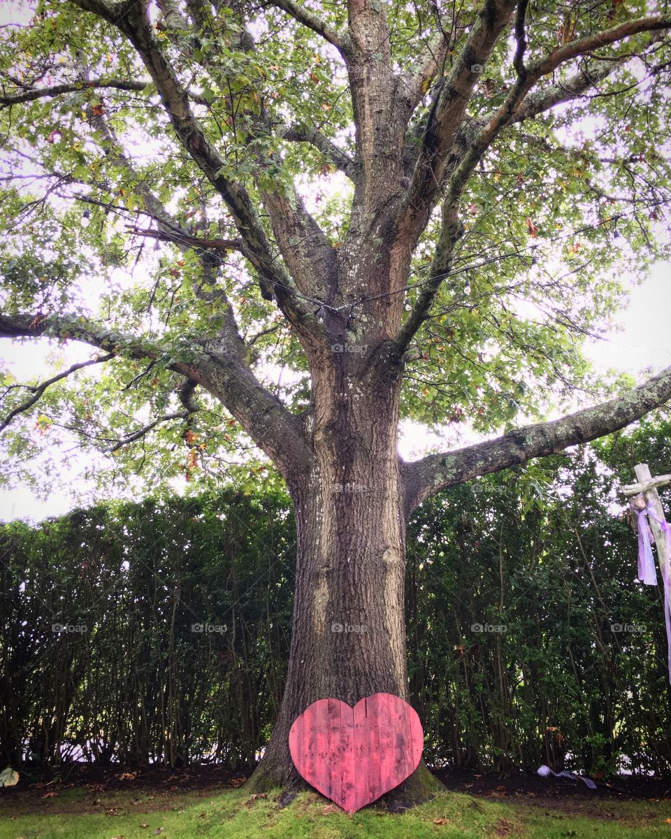 Love Tree