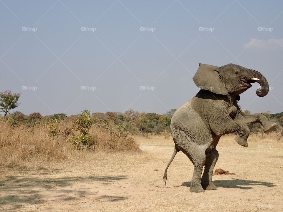 Standing elephant.