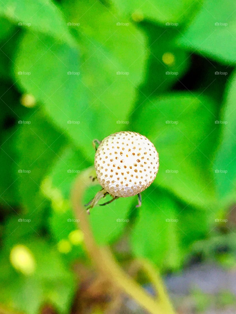 Captured with iPhone 6s Plus 