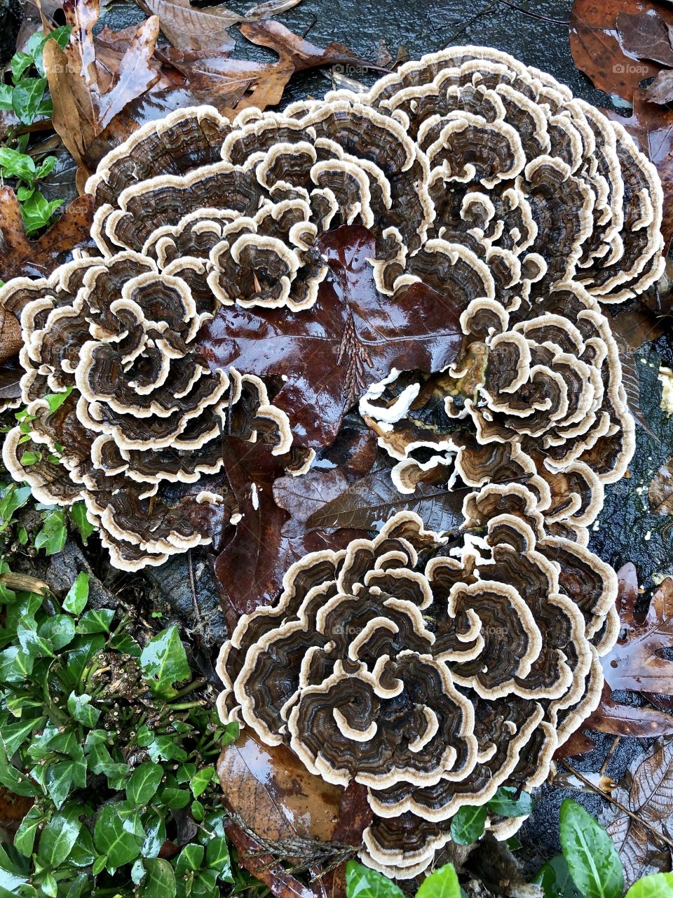 Oyster mushroom clustering atop a cut tree stump, beautiful nature always catches the eye. 