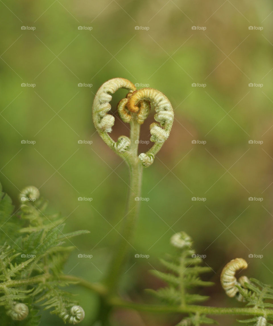 Bracken heart